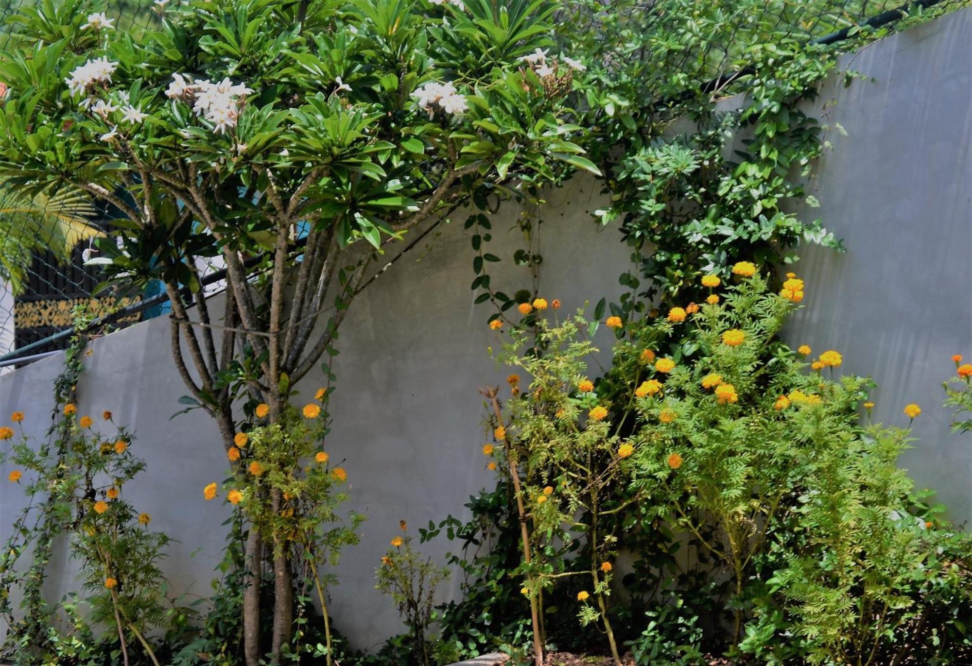 Bellaxy Ceylon Bed & Breakfast Ngoại thất bức ảnh